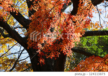 真っ赤な紅葉 124113873