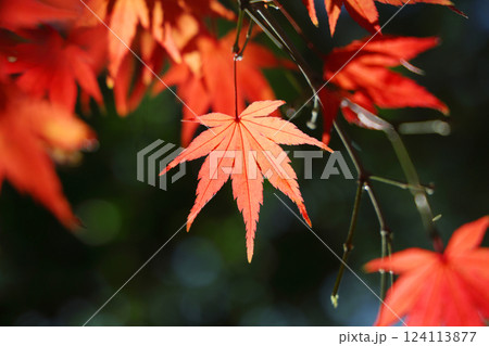 真っ赤な紅葉 124113877