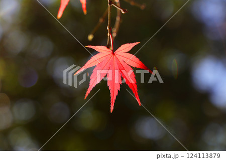 真っ赤な紅葉 真っ赤な紅葉 124113879