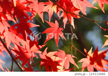真っ赤な紅葉 真っ赤な紅葉 124113880