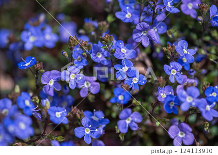 可愛い青い小さな花ベロニカオックスフォードブルー 可愛い青い小さな花ベロニカオックスフォードブルー 124113910