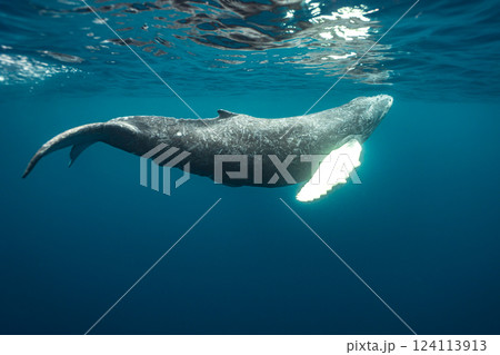 ザトウクジラ 124113913