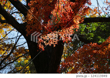 真っ赤な紅葉 真っ赤な紅葉 124113949