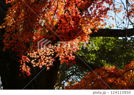 真っ赤な紅葉 124113950