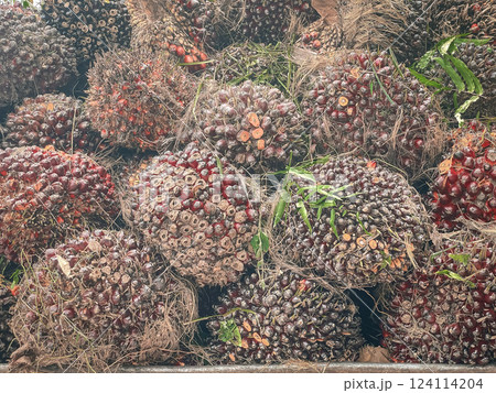 Oil palm fruits cut from the plantation, waiting to be shipped for sale. 124114204
