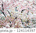 雪が降った桜の上の鳥 124114397