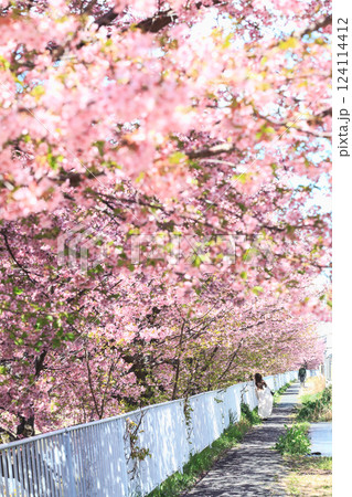 桜の下の散策 124114412