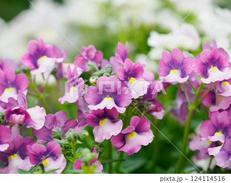 春の花壇のかわいいネメシア 124114516