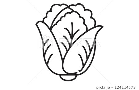 シンプルなレタスの線画イラストアイコン シンプルなレタスの線画イラストアイコン 124114575
