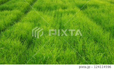 New Green grass strips New Green grass strips 124114596