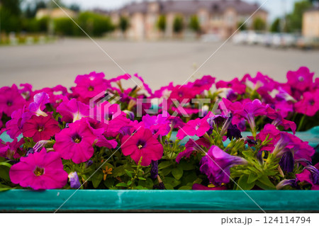 Bright purple petunias growing in a pot, full of blossoms. Colorful garden petunias blooming beautifully in the city park. Bright purple petunias growing in a pot, full of blossoms. Colorful garden petunias blooming beautifully in the city park. 124114794