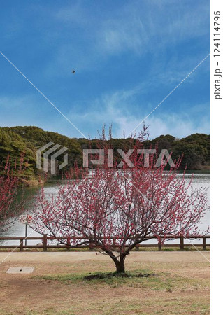 佐布里池と梅 佐布里池と梅 124114796