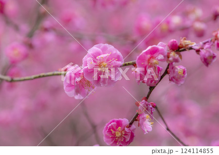雨に濡れる梅園の美しい梅の花 雨に濡れる梅園の美しい梅の花 124114855