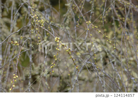 春を待つ梅のつぼみ 124114857