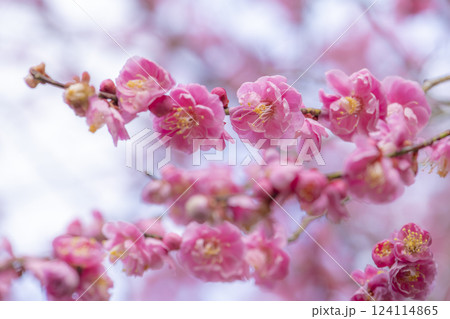 雨に濡れる梅園の美しい梅の花 雨に濡れる梅園の美しい梅の花 124114865