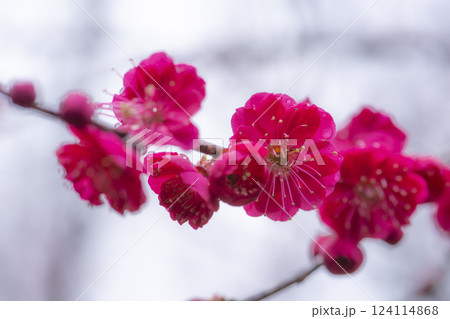 雨に濡れた紅梅の花 雨に濡れた紅梅の花 124114868