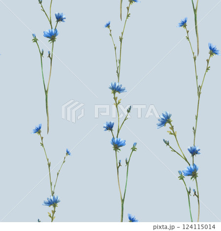 Blue wildflower. Watercolor Chicory field plant with flowers and buds seamless pattern. Cornflower hand drawn illustration. Botanical realistic print design for fabric on isolated coloured background Blue wildflower. Watercolor Chicory field plant with flowers and buds seamless pattern. Cornflower hand drawn illustration. Botanical realistic print design for fabric on isolated coloured background 124115014