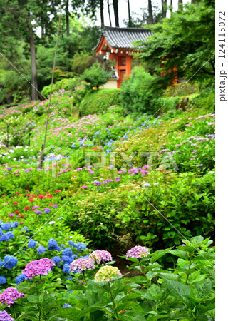 雨中に咲くアジサイ 京都 三室戸寺にて 124115072