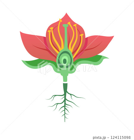 Parts of a flower. education biology and botany science 124115098