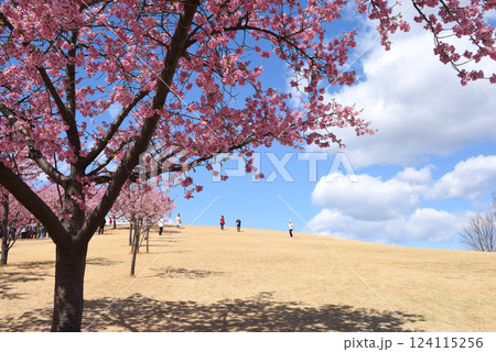 河津桜咲く丘 124115256