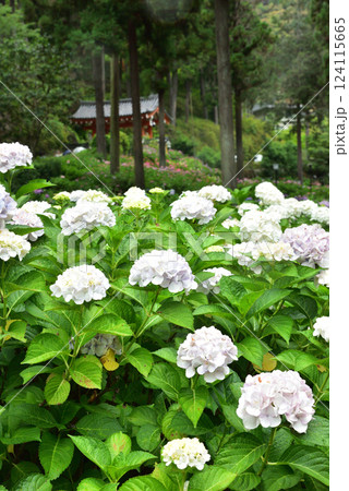 雨中に咲くアジサイ 京都 三室戸寺にて 雨中に咲くアジサイ 京都 三室戸寺にて 124115665