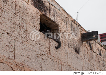 A stray cat relaxing in a small opening of an old brick wall 124115752