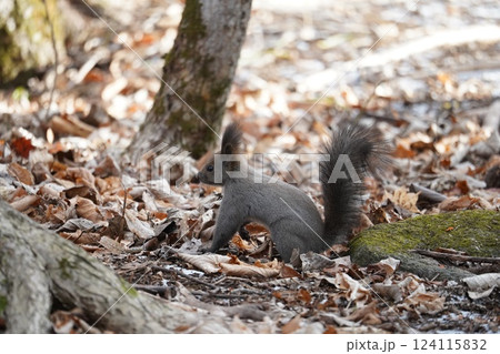 初冬の森のエゾリス 124115832