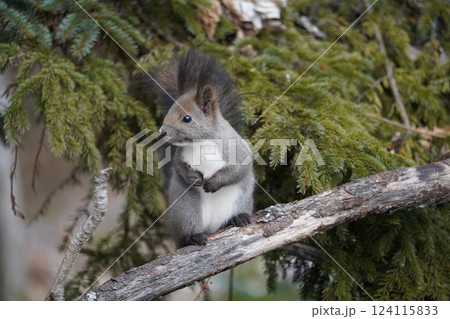 初冬の森のエゾリス 124115833