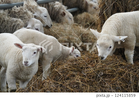 牧草を食む羊 124115859