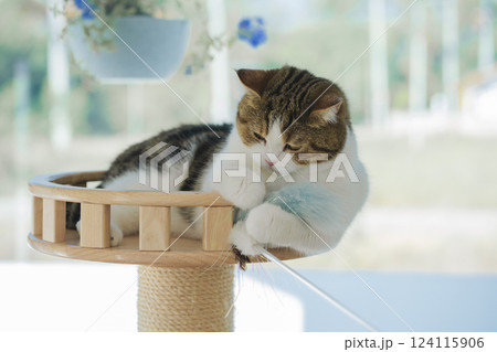 easter holiday concept with scottish cat play toy on cat house easter holiday concept with scottish cat play toy on cat house 124115906
