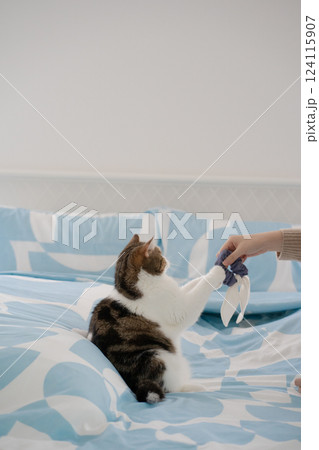 pet care concept with asian woman play with scottish tabby cat on bed with happy feeling 124115907