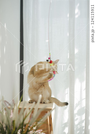 pet care concept with british cat relax and play in living room 124115911