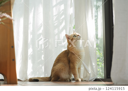 pet care concept with british cat relax and play in living room pet care concept with british cat relax and play in living room 124115915