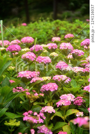 雨中に咲くアジサイ 京都 三室戸寺にて 124116037