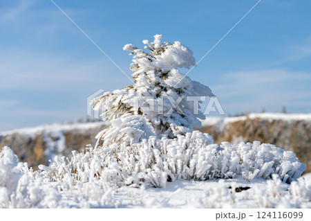 Snow blankets the ground and trees in a serene winter setting under a bright blue sky. The landscape sparkles in sunlight, creating a peaceful atmosphere. 124116099