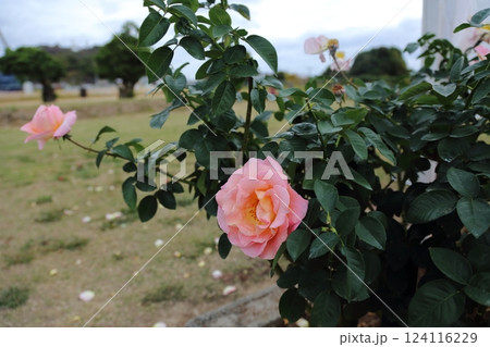 荒尾市　おもやい市民花壇　バラの花、 124116229