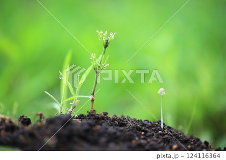 静寂の朝  124116364