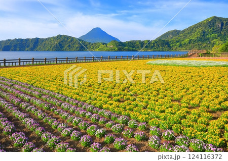 【鹿児島県】晴天の開聞岳と花畑(指宿) 【鹿児島県】晴天の開聞岳と花畑(指宿) 124116372
