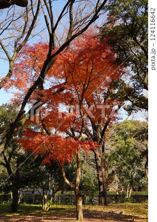 紅葉したもみじ 紅葉したもみじ 124116642