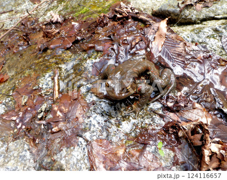 繁殖期で背中のイボイボがとれて肌がスベスベになった雄のアズマヒキガエル 繁殖期で背中のイボイボがとれて肌がスベスベになった雄のアズマヒキガエル 124116657