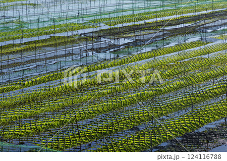 日本の三重県五ヶ所湾の海苔粗朶で育まれるあおさ海苔 124116788