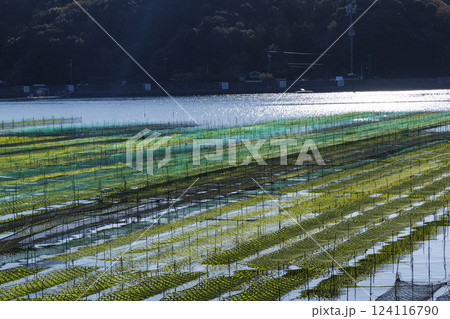 日本の三重県五ヶ所湾の海苔粗朶で育まれるあおさ海苔 日本の三重県五ヶ所湾の海苔粗朶で育まれるあおさ海苔 124116790