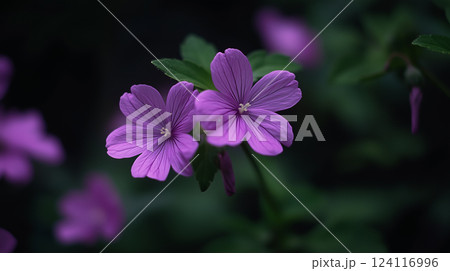 紫色の花の背景素材（Generative AI） 124116996
