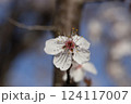 close-up of delicate white cherry blossom flower with stamens 124117007