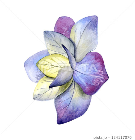 Watercolor of yellow purple hydrangea flower. Hand-painted on a white background. Good for postcards, invitations, greeting cards. 124117070