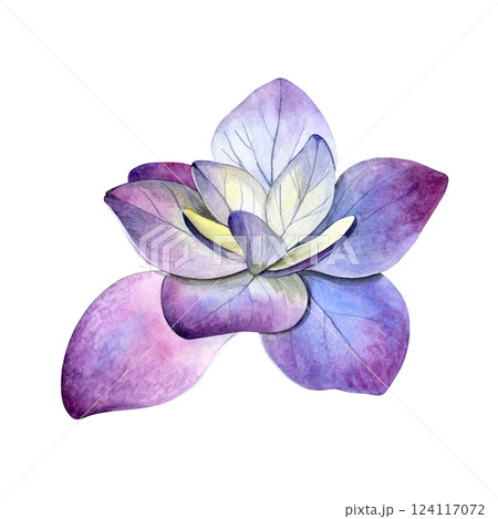 Watercolor of pink purple hydrangea flower. Hand-painted on a white background. Good for postcards, invitations, greeting cards. 124117072