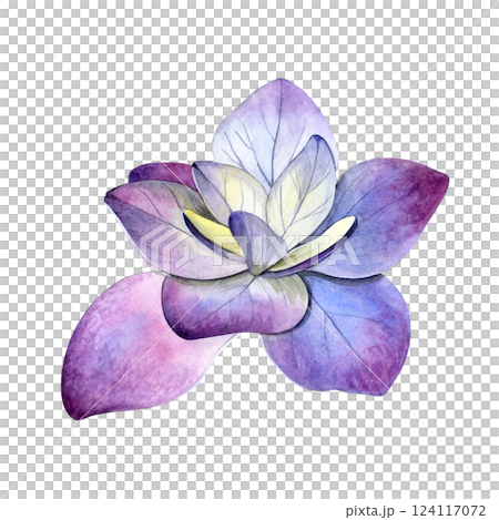 Watercolor of pink purple hydrangea flower. Hand-painted on a white background. Good for postcards, invitations, greeting cards. 124117072