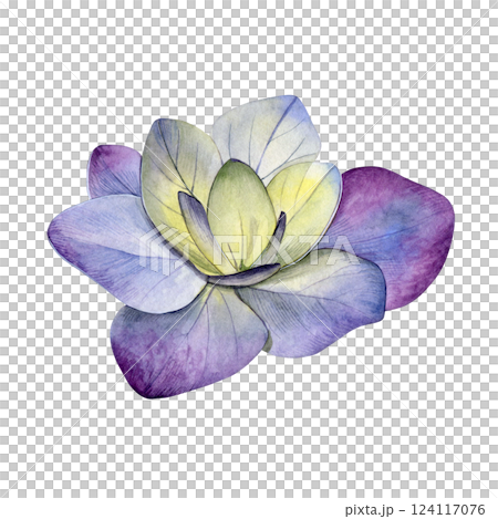 Watercolor of yellow purple hydrangea flower. Hand-painted on a white background. Good for postcards, invitations, greeting cards. 124117076