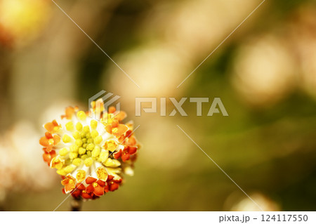 春の花、ミツマタの花アップ風景-2 124117550