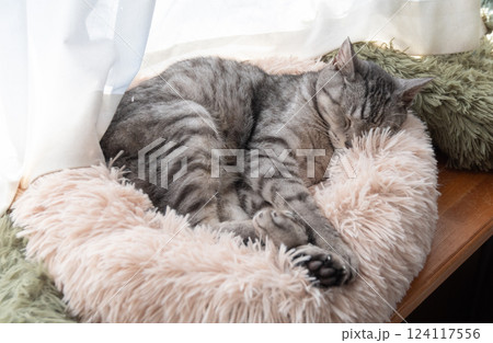 窓辺で眠る猫 サバトラ猫 窓辺で眠る猫 サバトラ猫 124117556